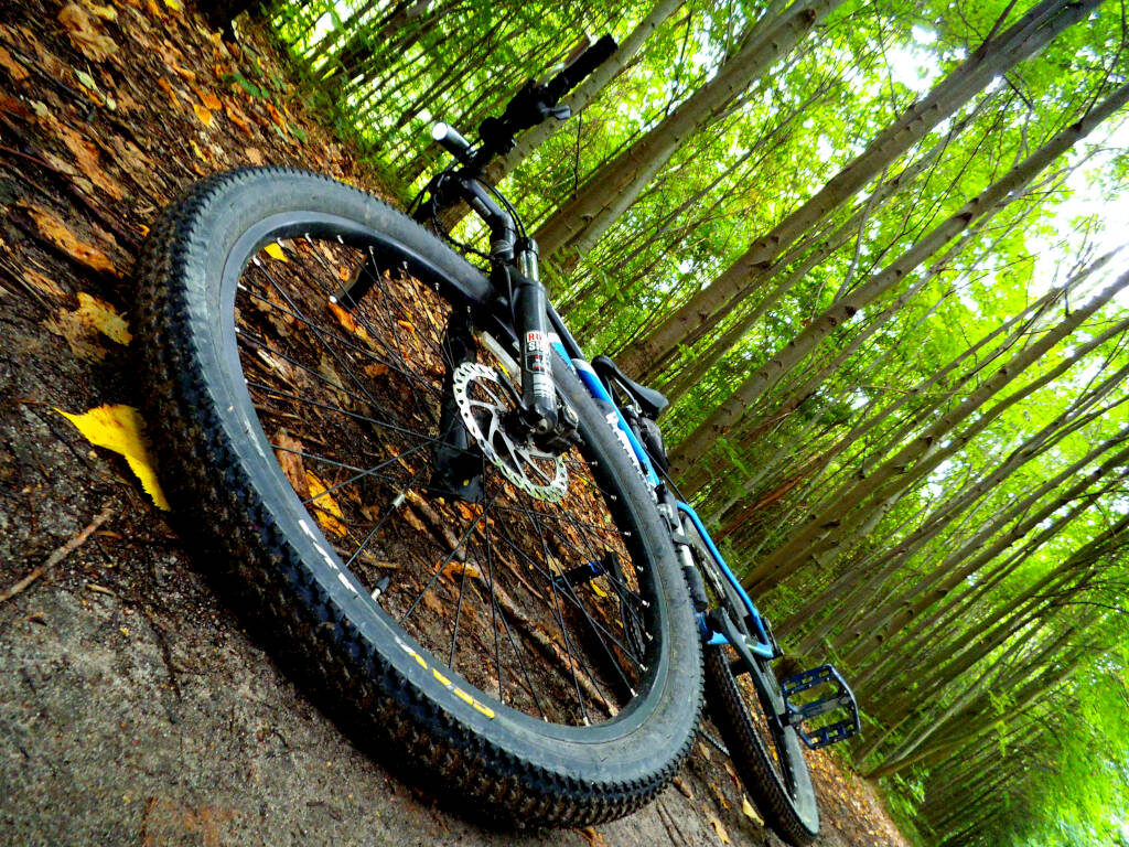 Zielony, poranny sen