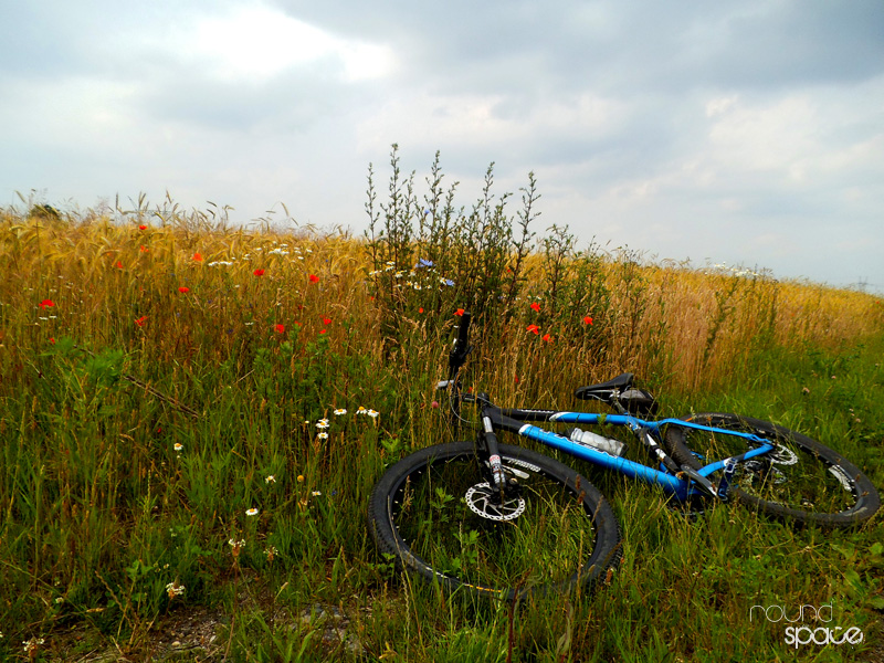 Pośród pól złocistych