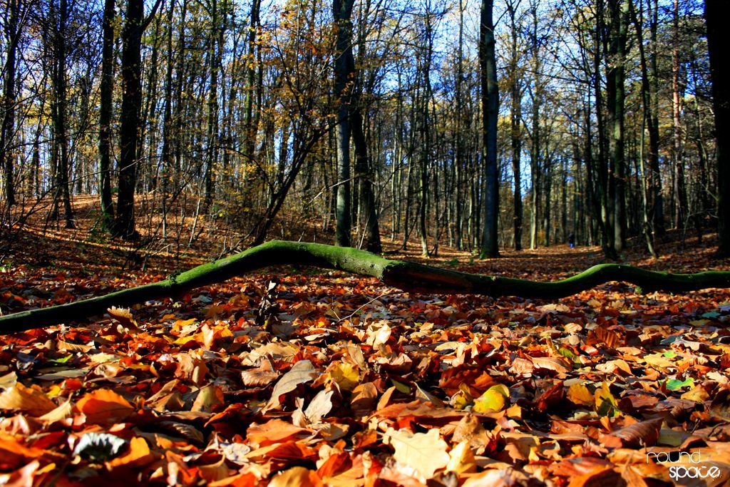 Sprzątanie Wielkopolskiego Parku Narodowego