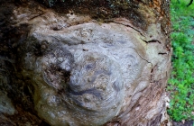 dscf5385