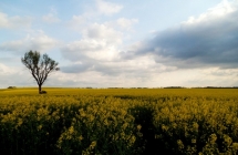 dscf9518