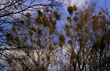 p3160332