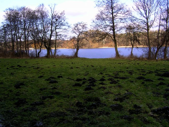 Stado kretów nad Rusałką